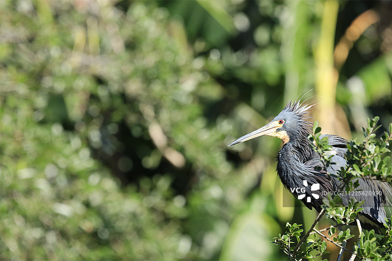 三色鹭图片素材