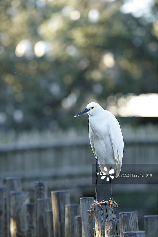 栖息在栅栏上的雪鹭图片素材