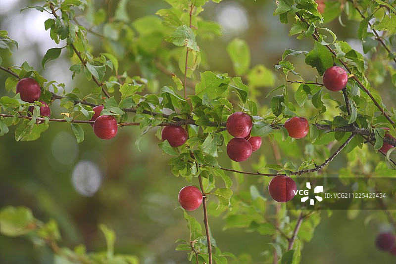 野生水果图片素材
