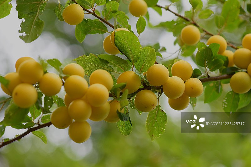野生水果图片素材