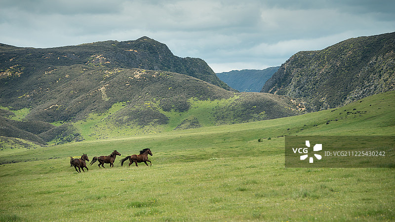 在绿色山丘奔跑的三匹卡马瓦野马图片素材