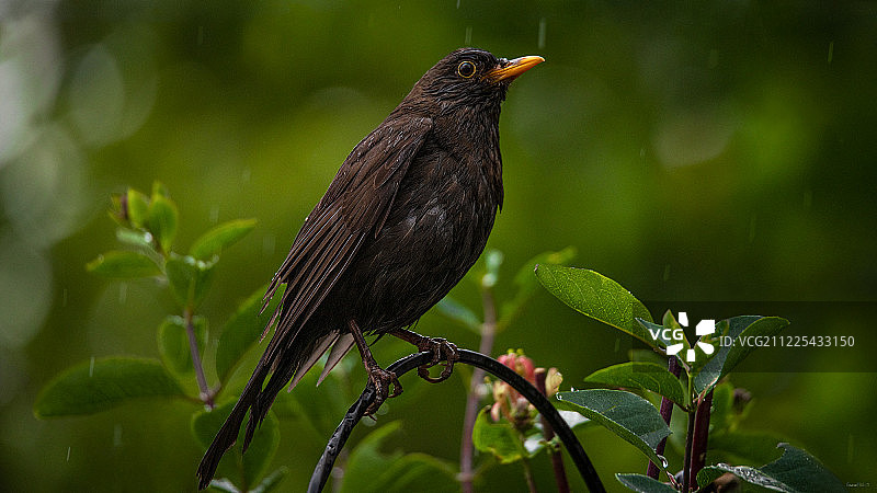 雨中的雌性乌鸫图片素材
