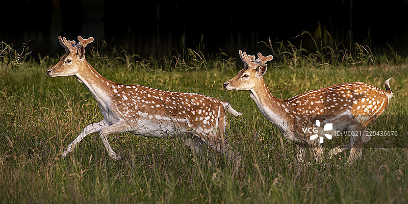 两只年轻的雄鹿在灌木公园奔跑图片素材