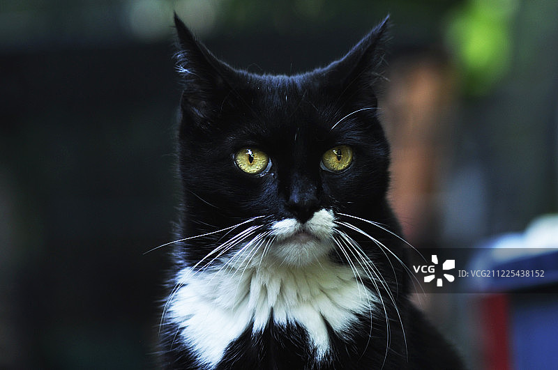 聪明的苏格拉底猫图片素材