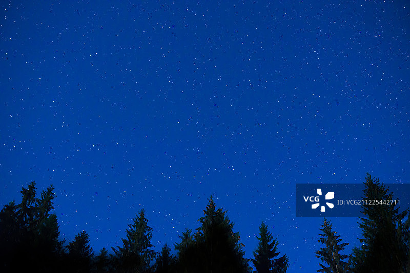夜空下的深蓝色松树图片素材