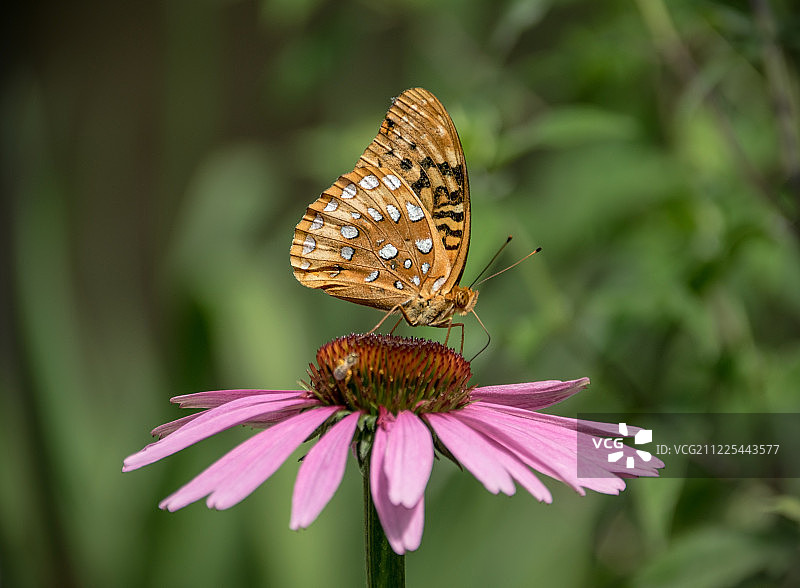 大斑点贝母图片素材