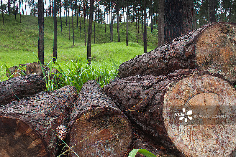 木制松树和树木，有砍伐的和活着的图片素材