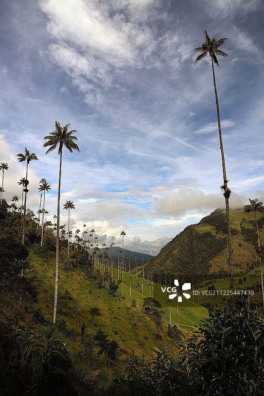 哥伦比亚科科拉山谷图片素材