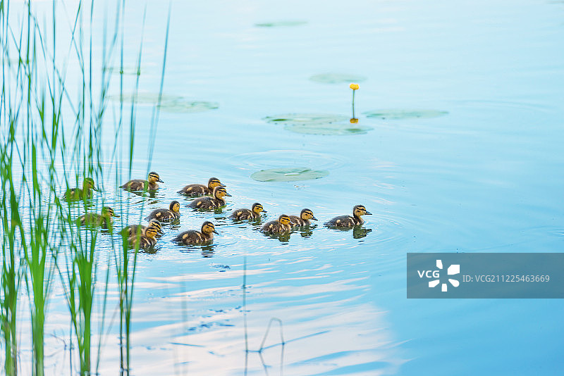 有许多小鸭子的鸭子家庭图片素材