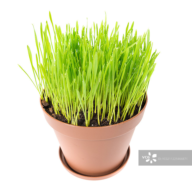 花盆里的绿草图片素材