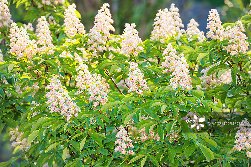 鲜花盛开的栗树图片素材