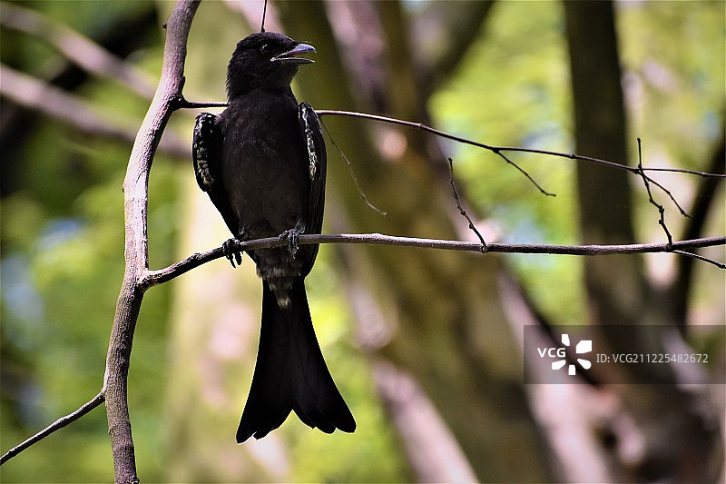 叉尾卷尾正在寻找食物图片素材