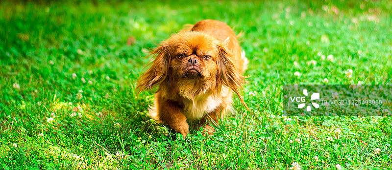 可爱的尤达宝宝图片素材