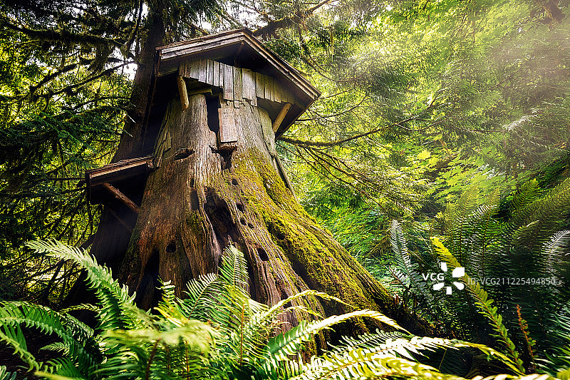 树桩屋图片素材