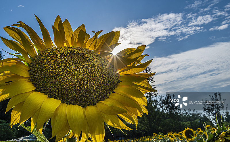 向日葵特写图片素材