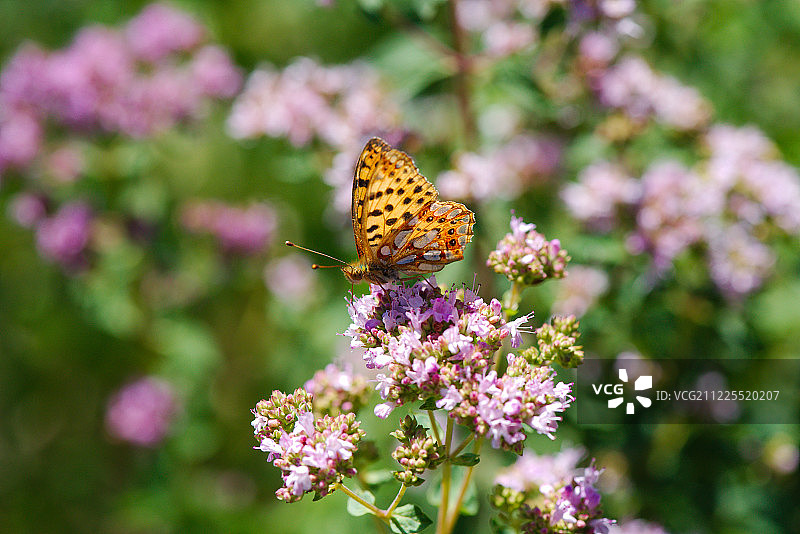 珠母贝蝶（Boloria Selene）栖息在牛至花上图片素材