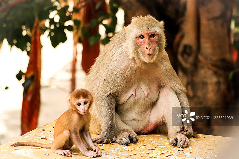 带着小猴子的母猴（印度西姆拉）图片素材
