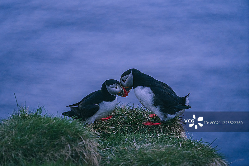 冰岛海边的两只海鹦鹉图片素材