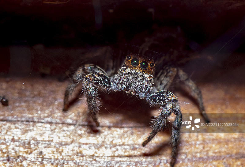 以色列野生动物的跳蛛图片素材