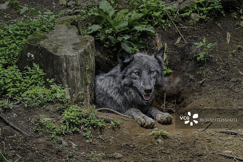 洞穴中狼自然摄影图片素材