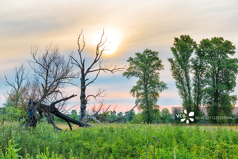 田野树木日落图片素材