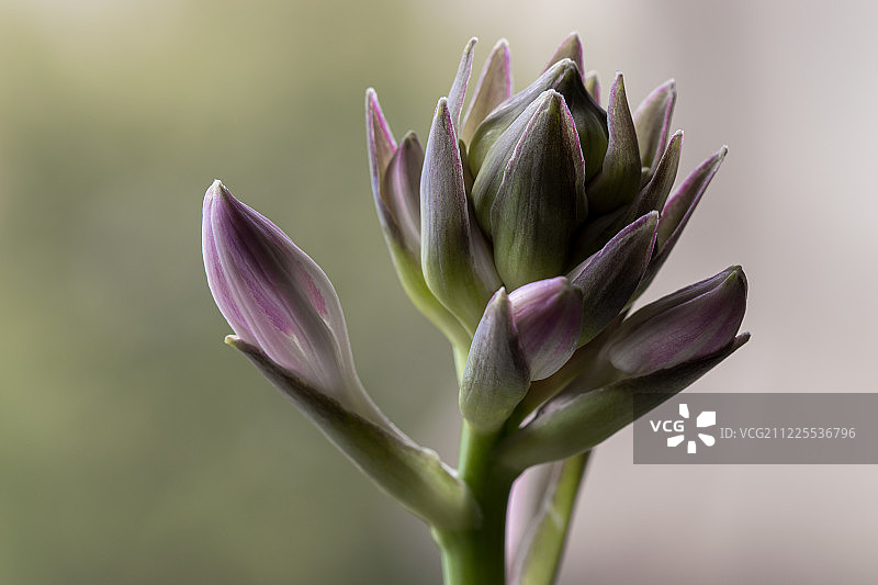 玉簪花序特写图片素材