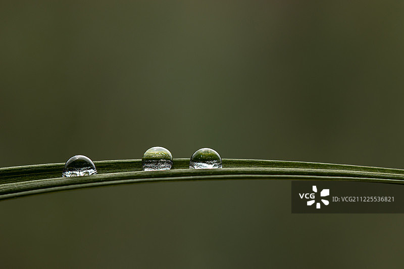 立陶宛维萨吉纳斯草叶上的三滴水珠图片素材