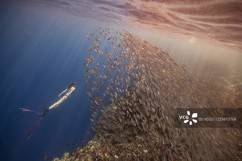 沙丁鱼风暴与少女图片素材