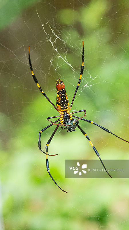 Nephila pilipes的特写图片素材