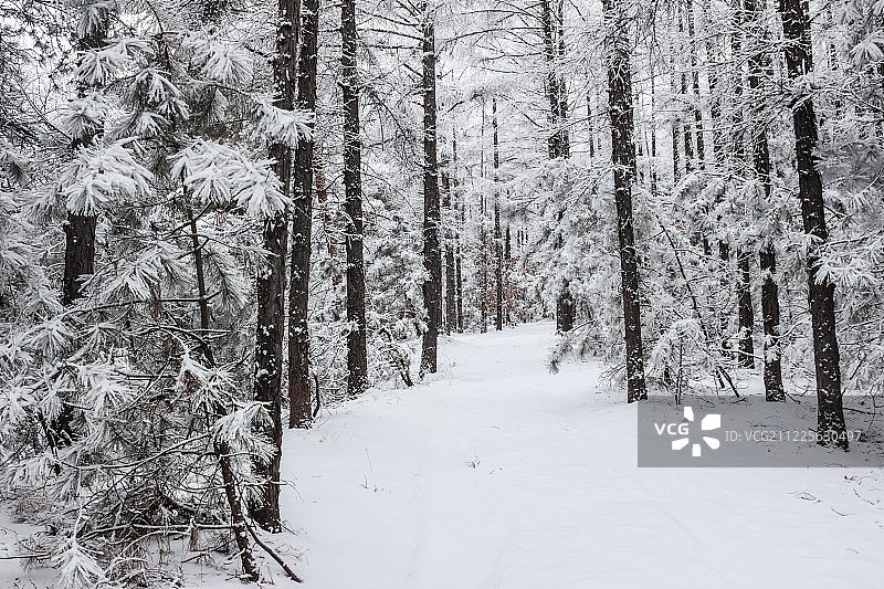 长白山森林雪景图片素材