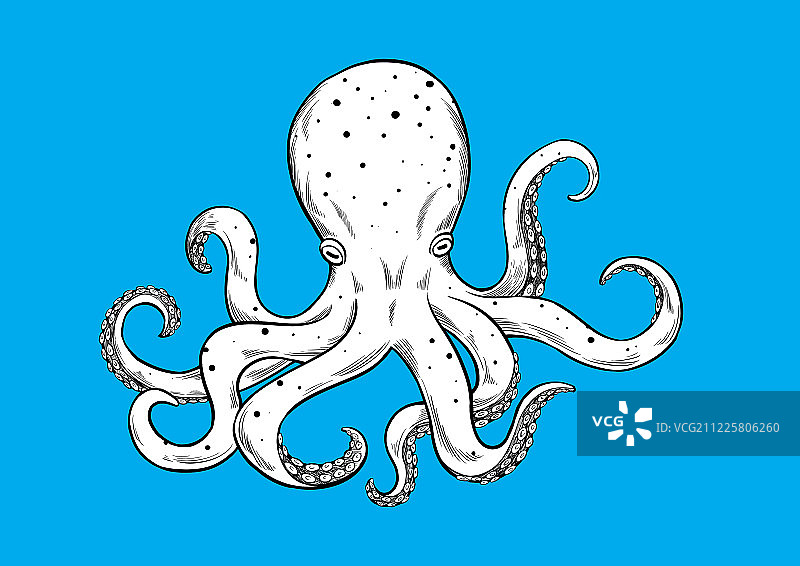 章鱼图片素材