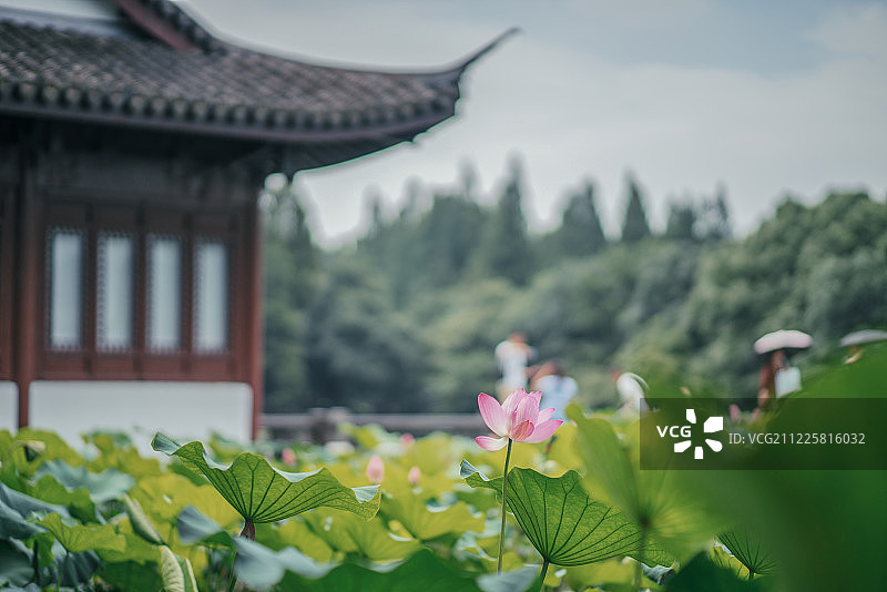 杭州曲院风荷夏季风景图片素材