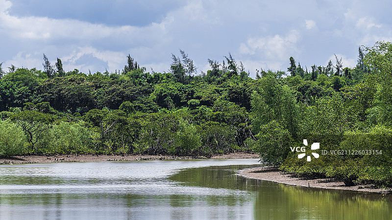 海口红树林湿地图片素材