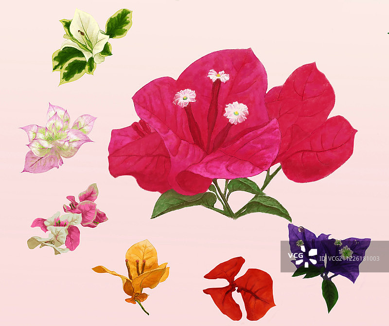 三角梅 品种图片素材