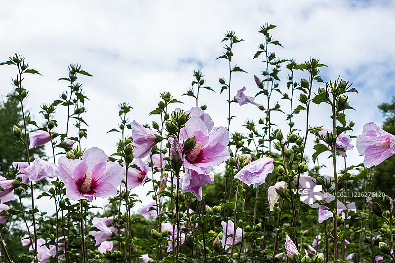 木槿，无穷花图片素材