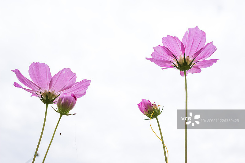波斯菊图片素材
