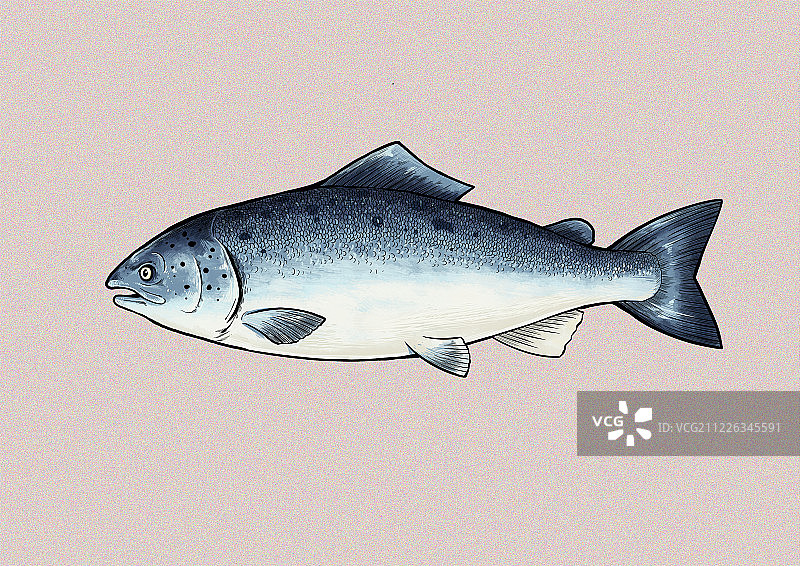 三文鱼图片素材