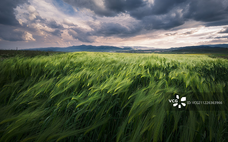 青稞田园风光图片素材