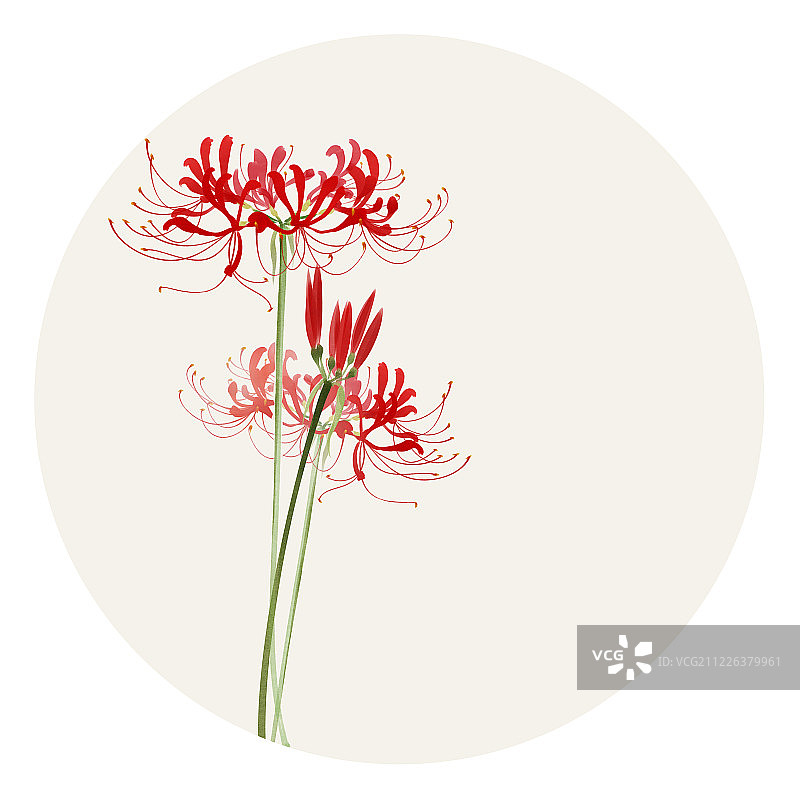 小清新水彩风格花草插画彼岸花图片素材