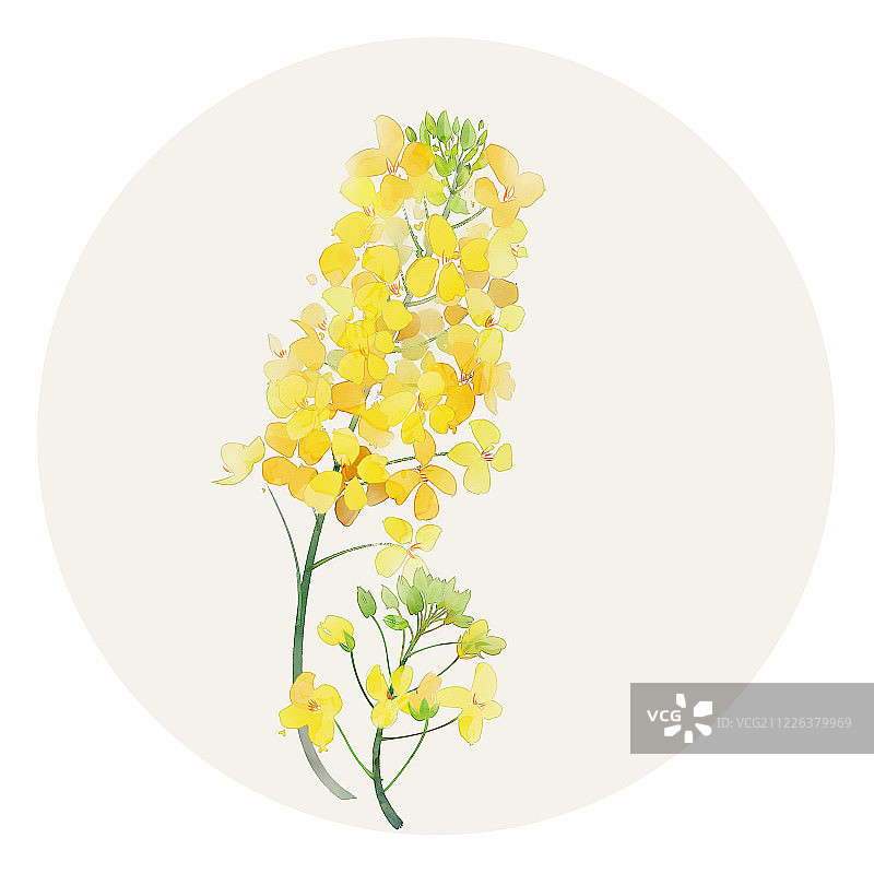 小清新水彩风格花草插画油菜花图片素材