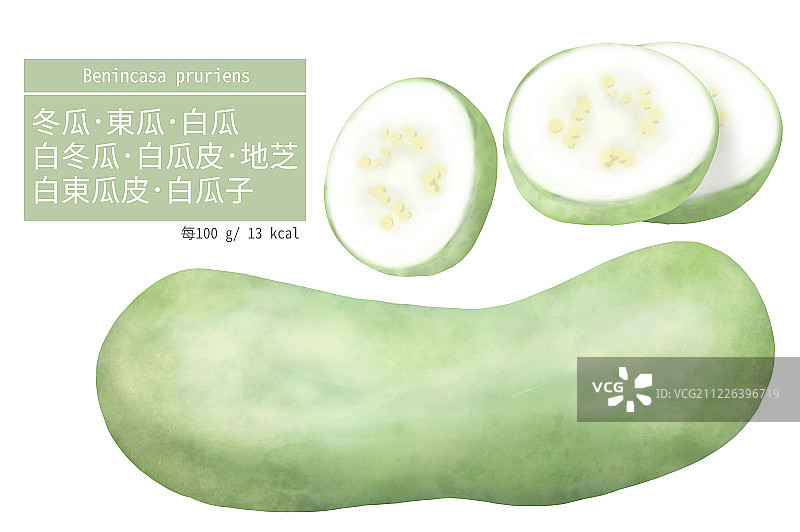 完整冬瓜与切片冬瓜的插画图片素材