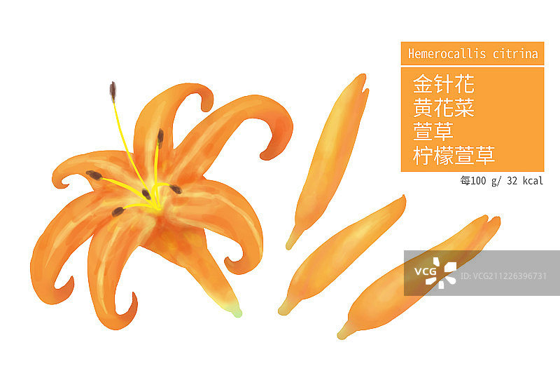 橘色金针花花朵及其花蕾的插画图片素材
