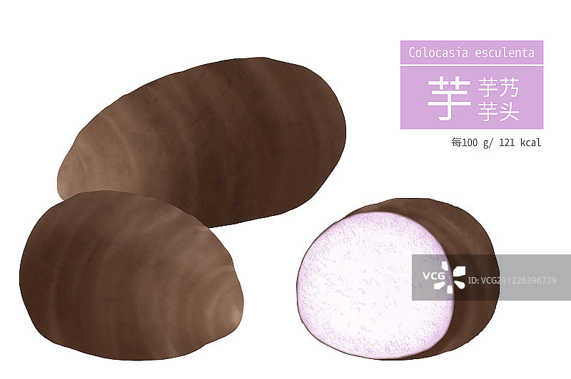 二颗完整的芋头与芋头剖面插画图片素材