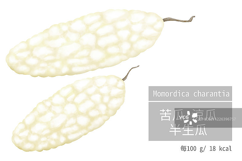 二条完整苦涩的新鲜苦瓜插画图片素材