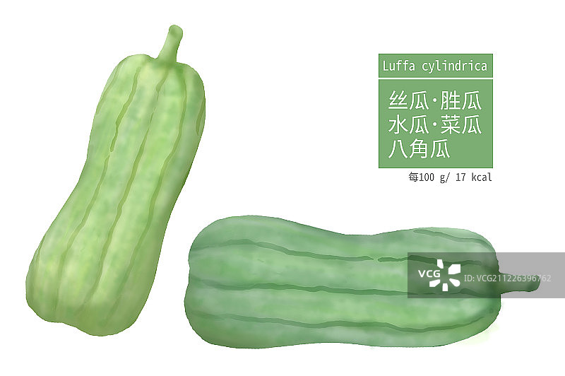 二条新鲜翠绿的丝瓜插图图片素材