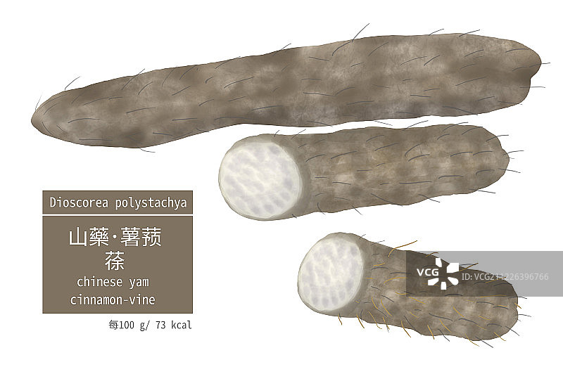一条完整的山药及山药剖面图插画图片素材