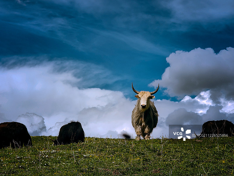 高原上的牦牛图片素材