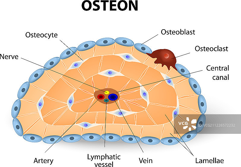 骨单位图片素材