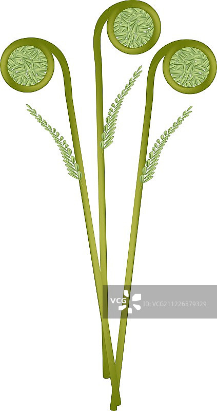 白色背景上的新鲜绿色蕨菜图片素材