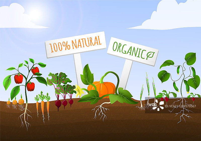 蔬菜园海报图片素材